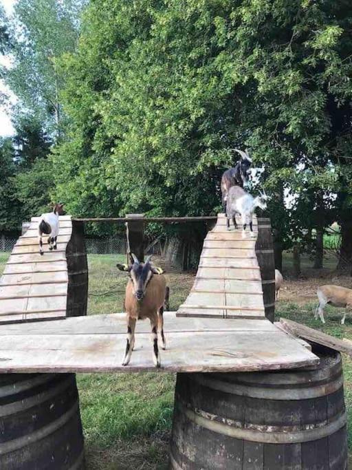 Gite Ferme Cidricole Et Laitiere Vila Magny-le-Desert Exterior foto