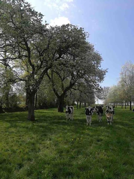 Gite Ferme Cidricole Et Laitiere Vila Magny-le-Desert Exterior foto