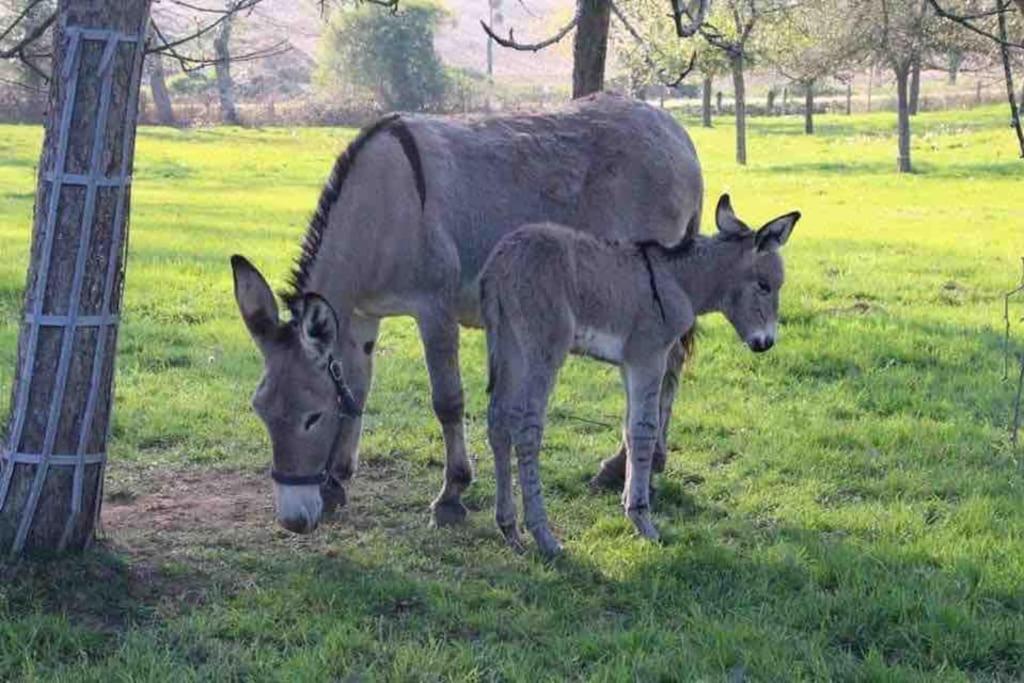 Gite Ferme Cidricole Et Laitiere Vila Magny-le-Desert Exterior foto